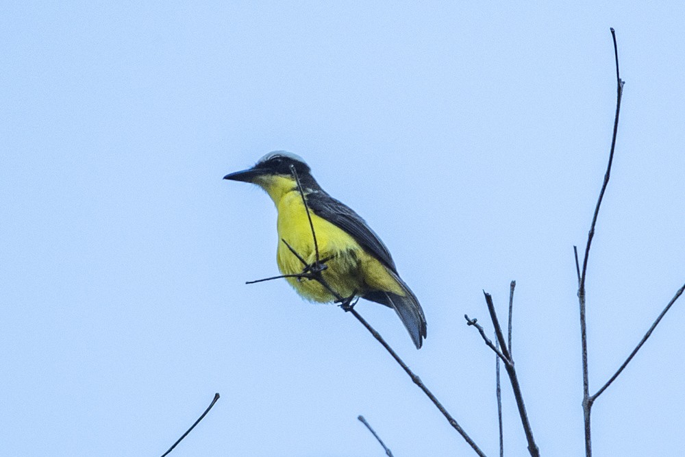 Yellow-throated Flycatcher - ML184077771