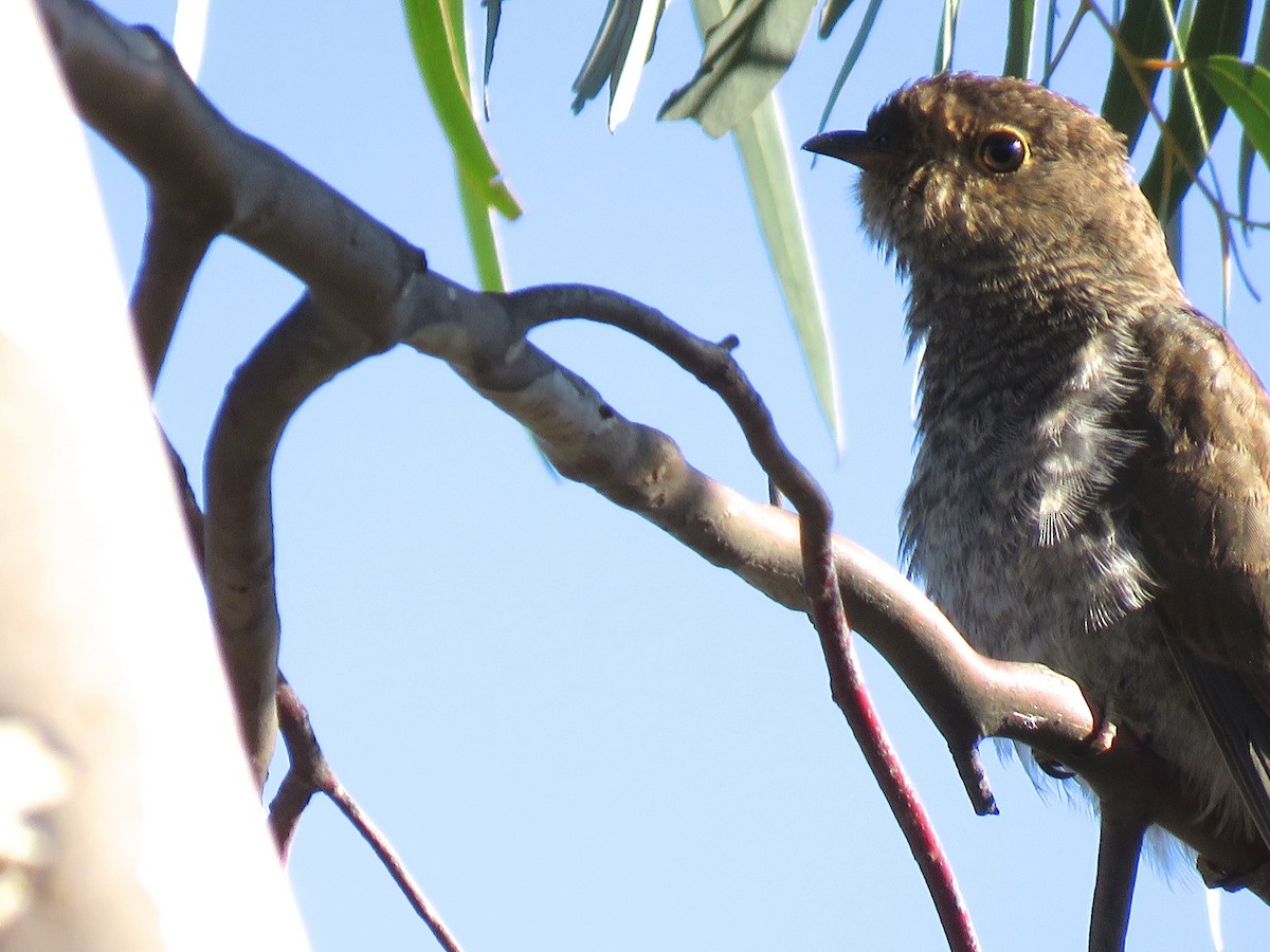 Fan-tailed Cuckoo - ML184078081