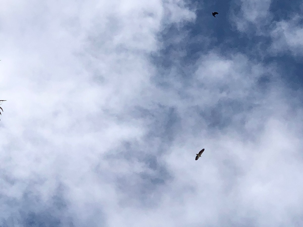 White-bellied Sea-Eagle - DS Ridley