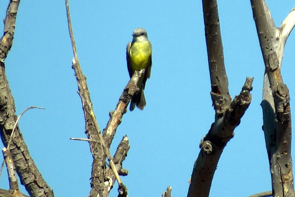 Tropical Kingbird - ML184079951