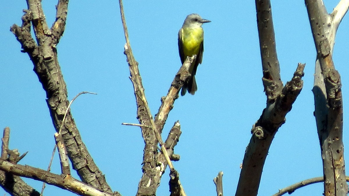 Tropical Kingbird - ML184079961