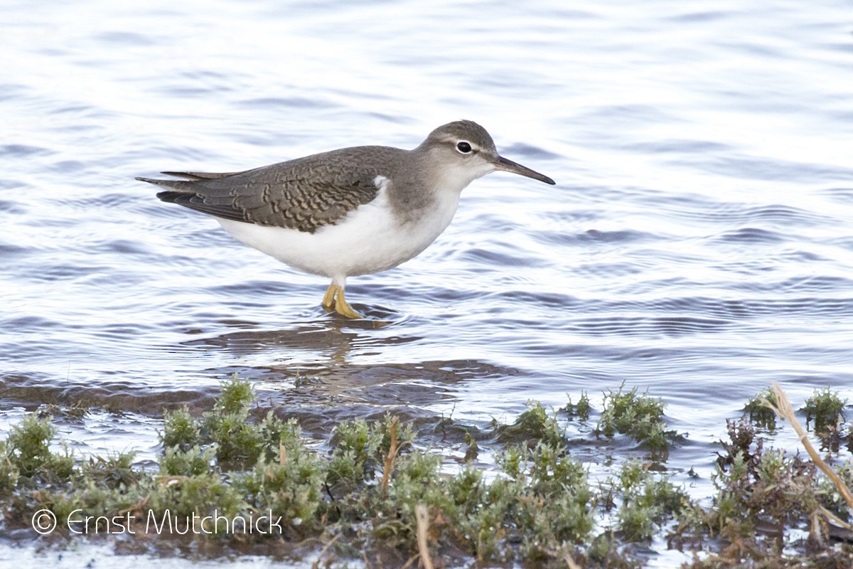 Spotted Sandpiper - Ernst Mutchnick