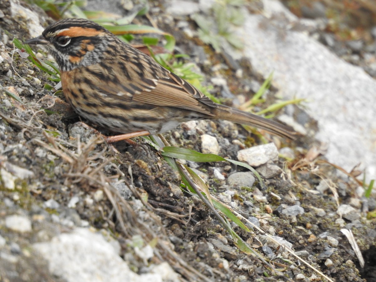 Rufous-breasted Accentor - Philip Steiner