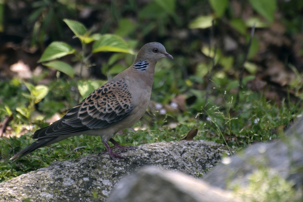 Oriental Turtle-Dove - ML184082531