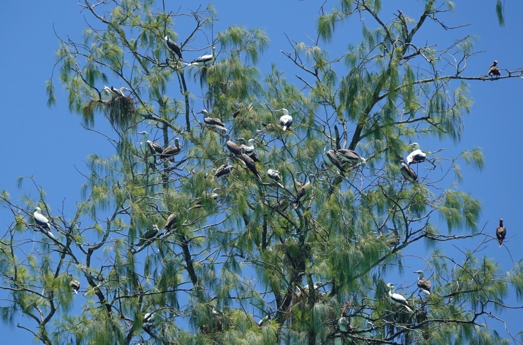 Red-footed Booby - ML184084731