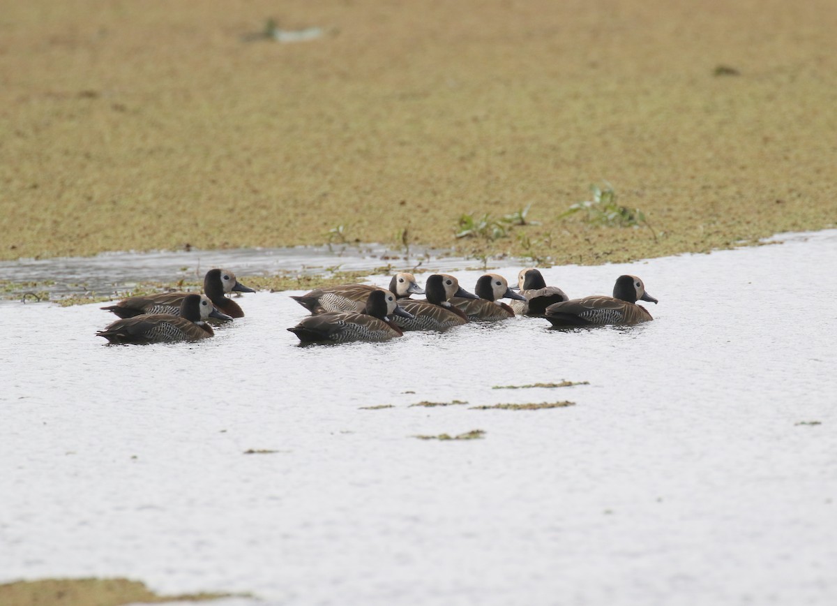 White-faced Whistling-Duck - ML184085821