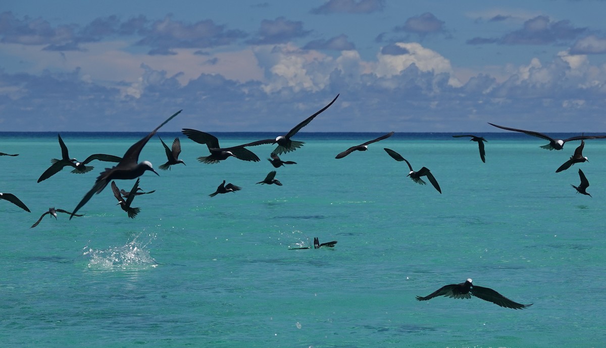 Brown/Black Noddy - ML184086171