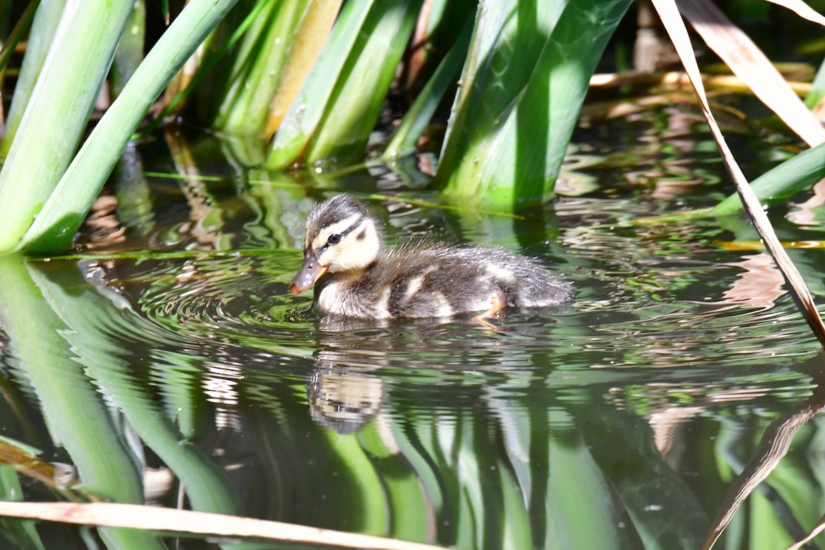 Mallard - ML184086441