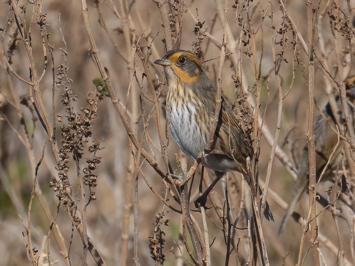 Saltmarsh Sparrow - ML184086471