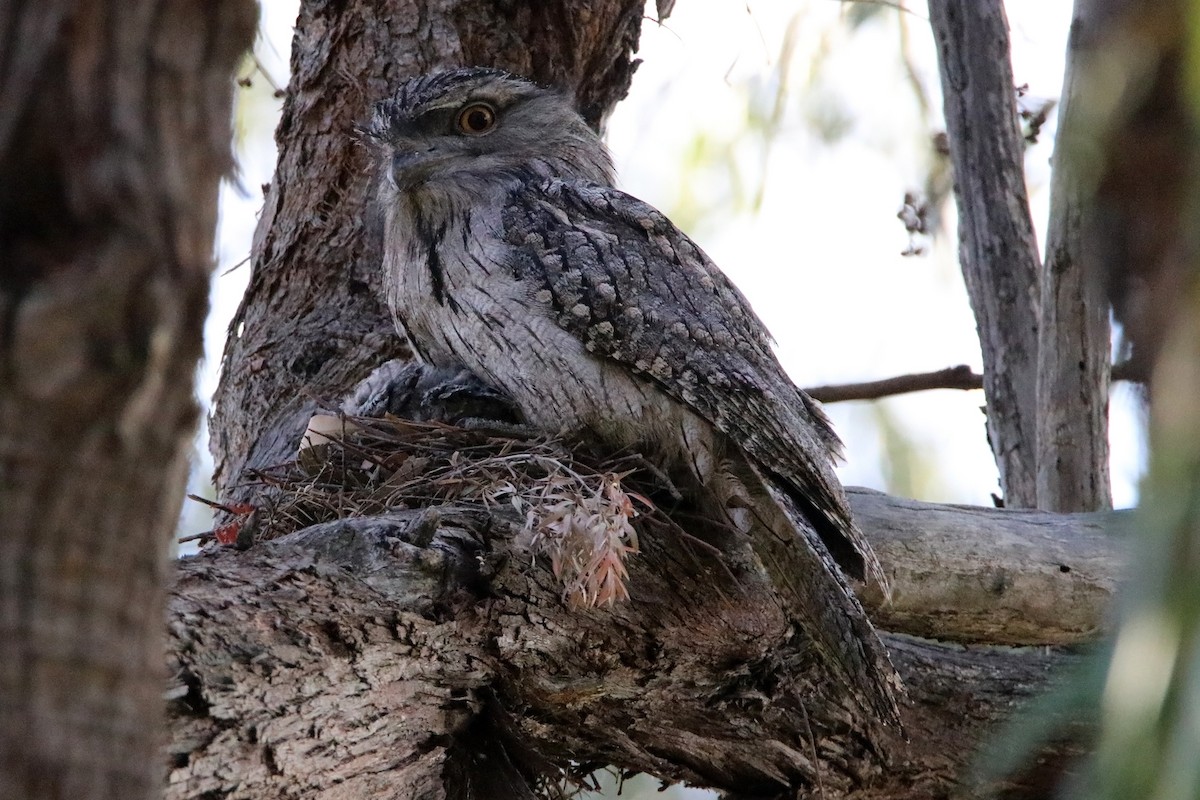 Tawny Frogmouth - Deb & Rod R