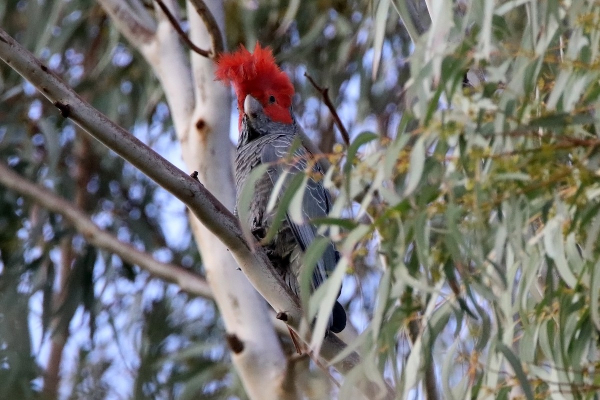 Gang-gang Cockatoo - ML184086651