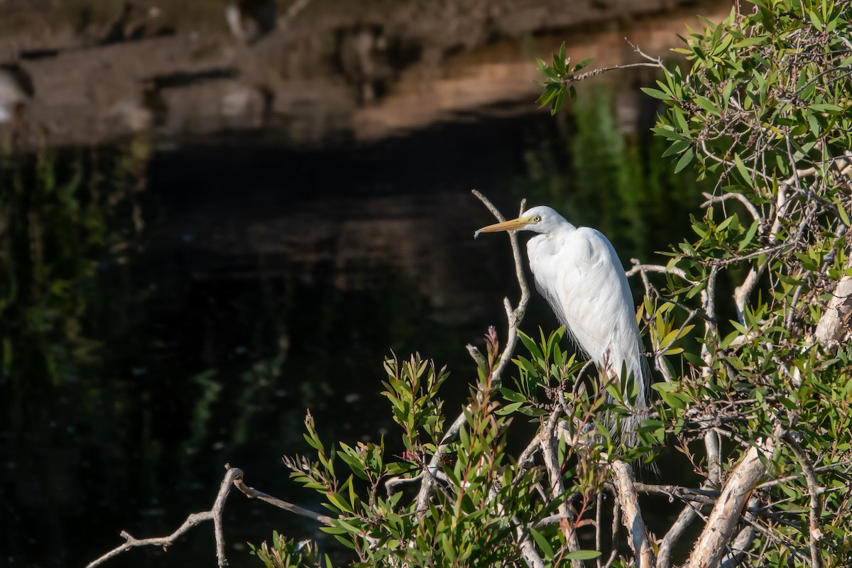 Plumed Egret - ML184086811
