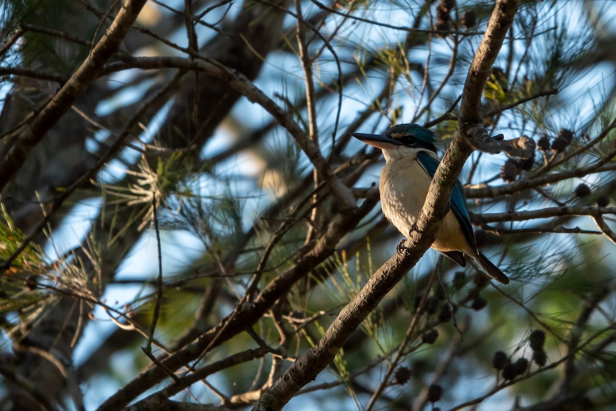 Sacred Kingfisher - ML184086821