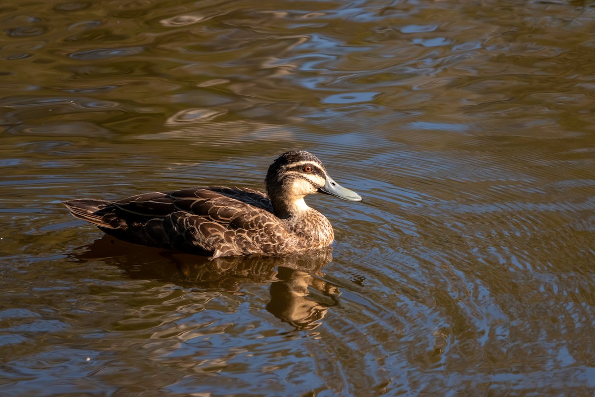 Pacific Black Duck - ML184086831
