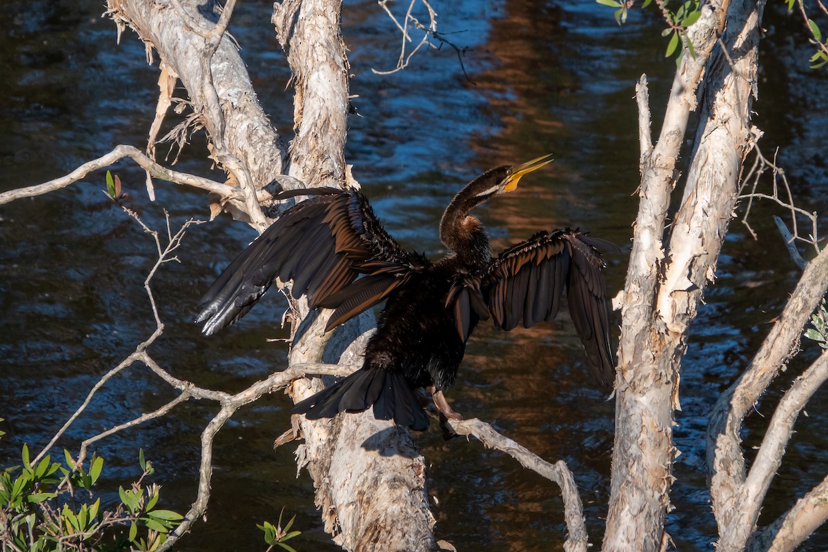 Australasian Darter - ML184086991