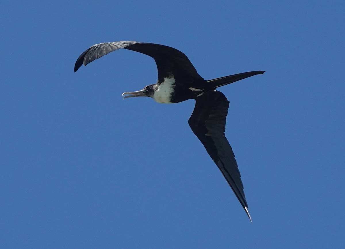 Lesser Frigatebird - ML184087461