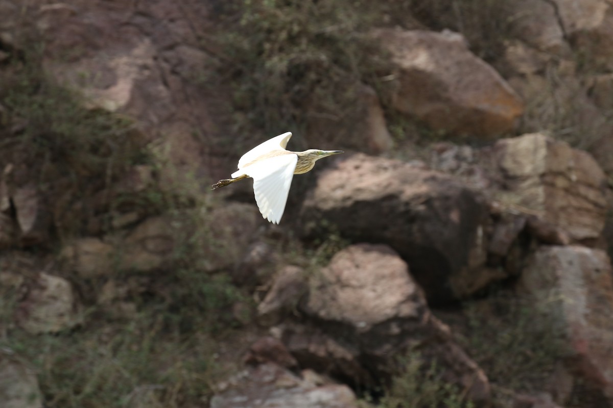 Squacco Heron - ML184087601