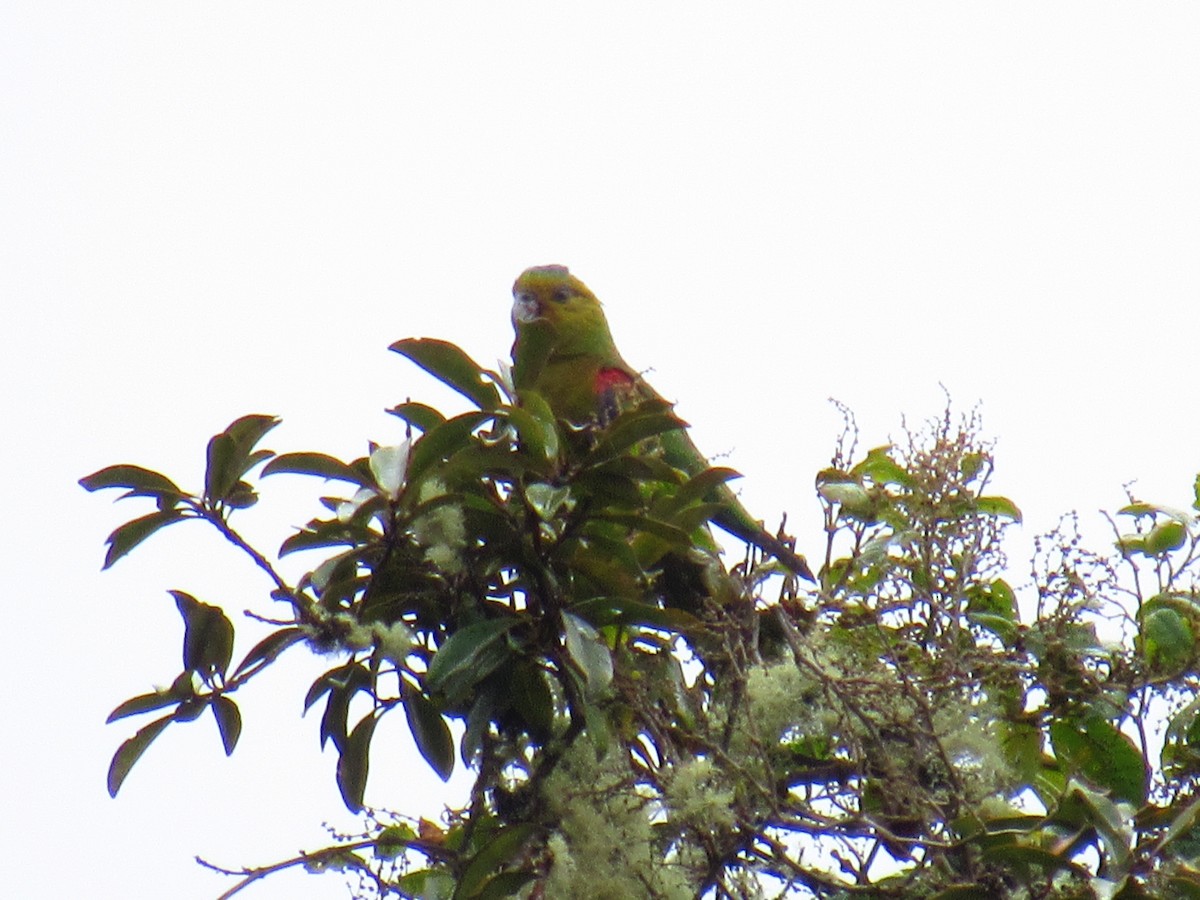 アイバネインコ - ML184087721