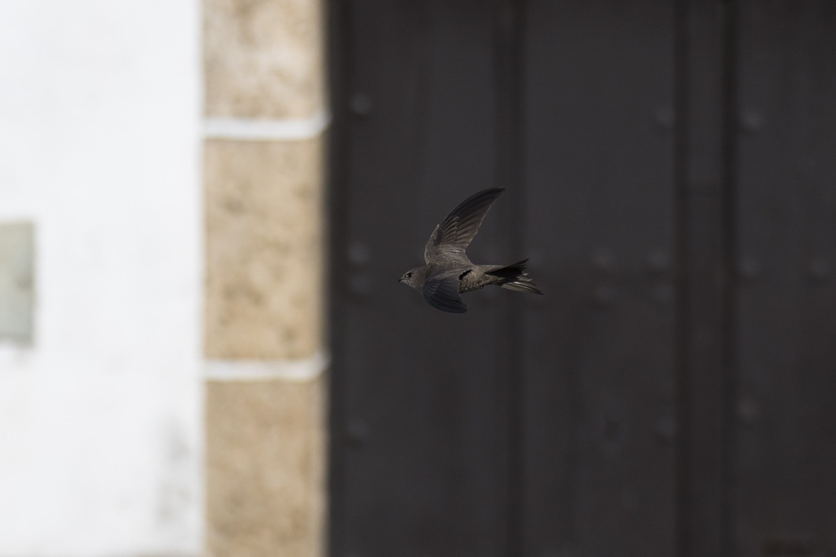 Pallid Swift - ML184087871