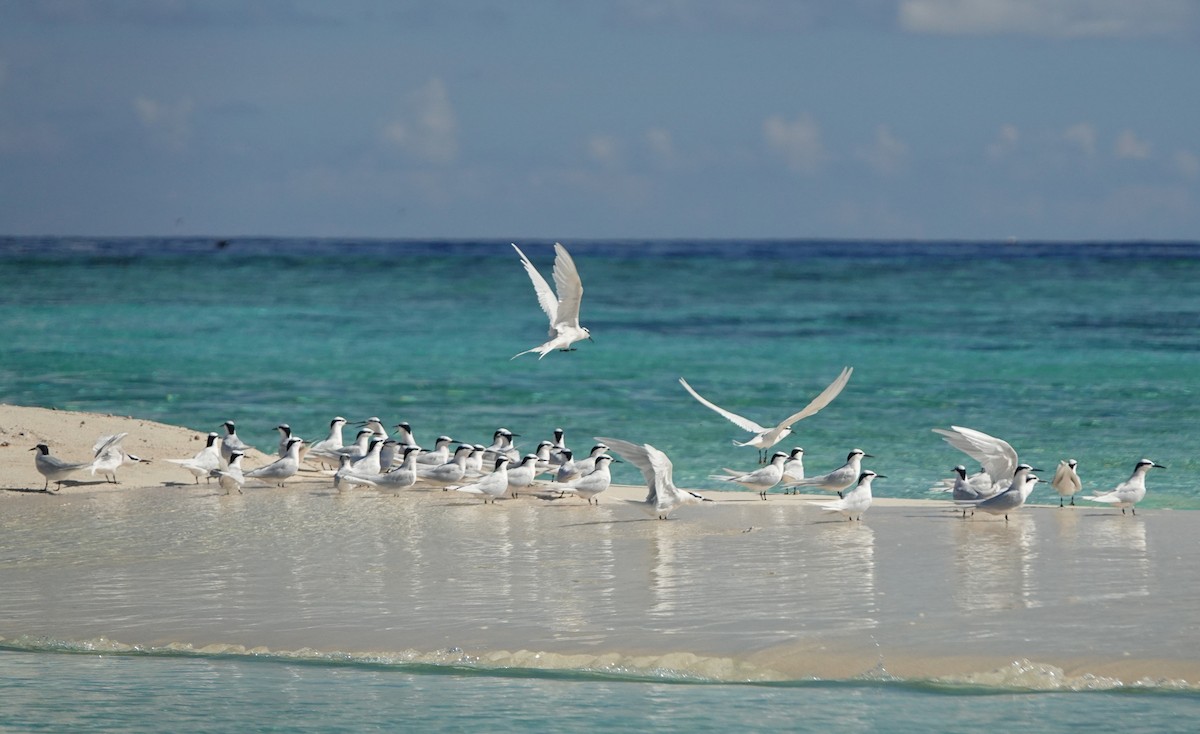 Black-naped Tern - ML184088111