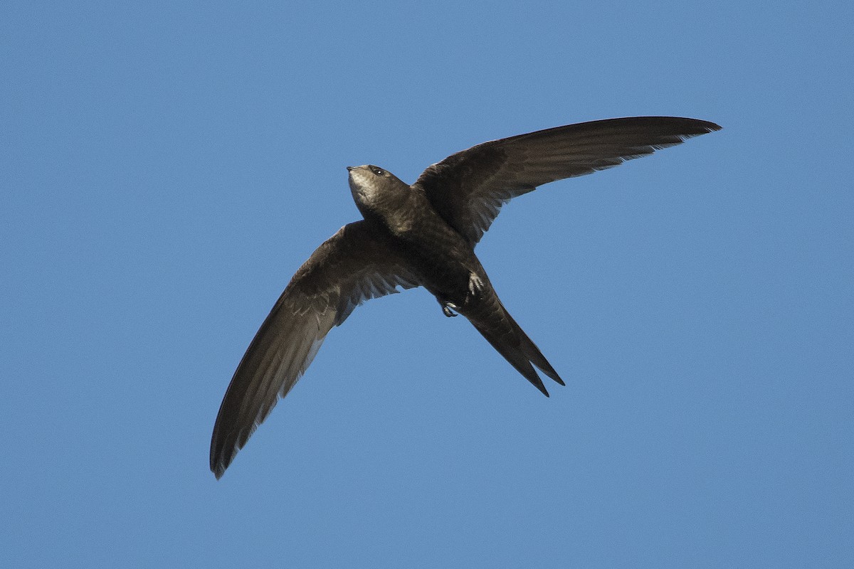 Common Swift - ML184088231