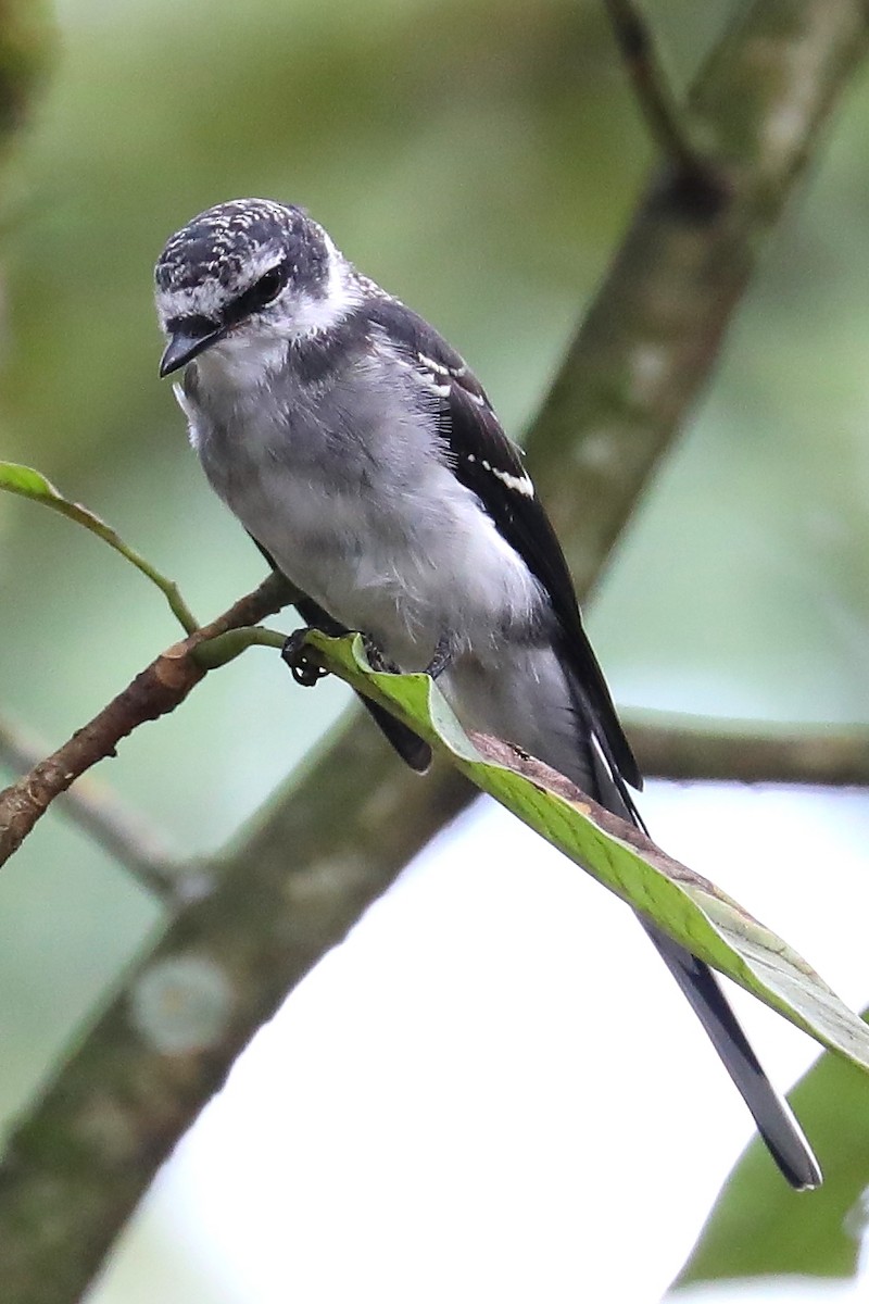 Minivet de las Ryukyu - ML184088781