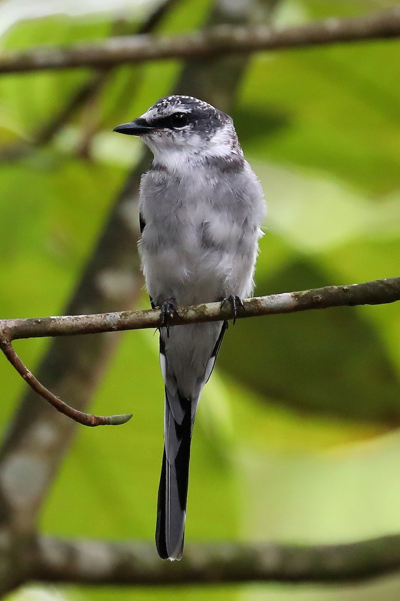 Ryukyu Minivet - Peter Kyne