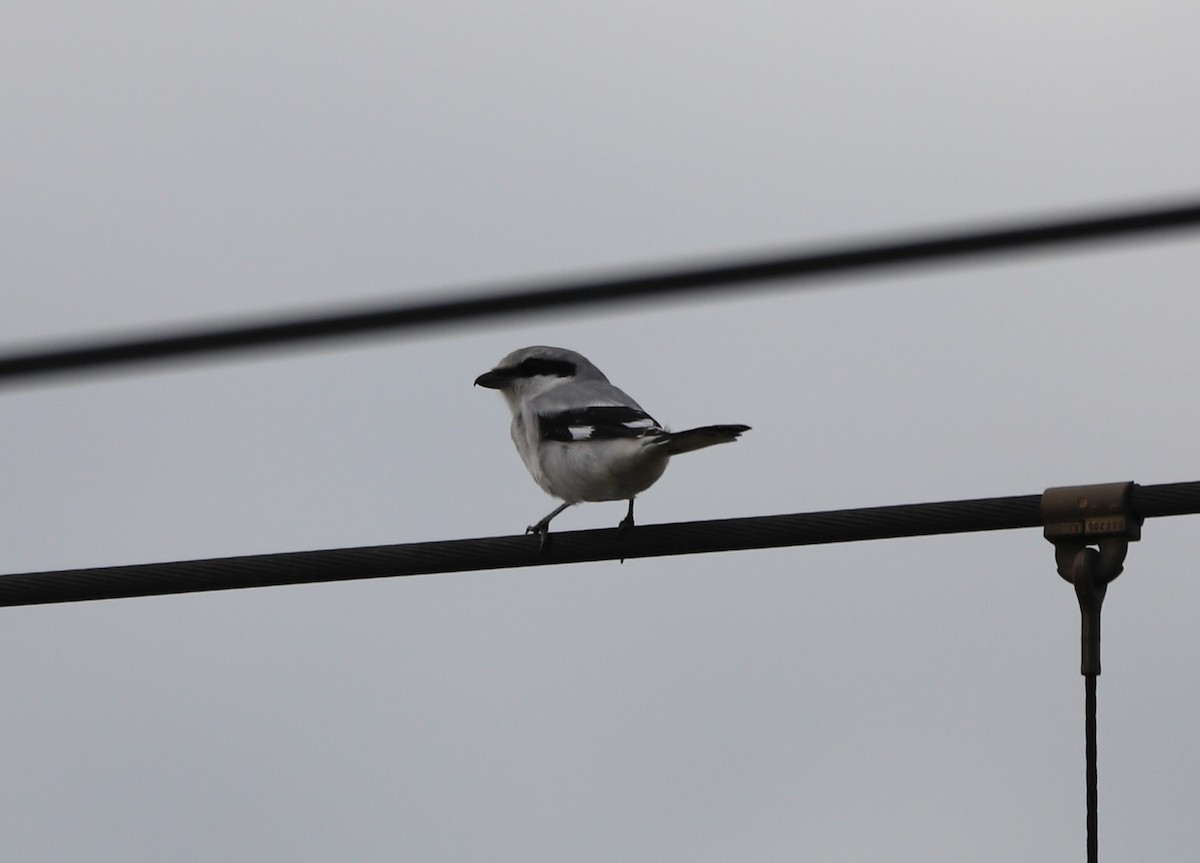 Great Gray Shrike - ML184088861