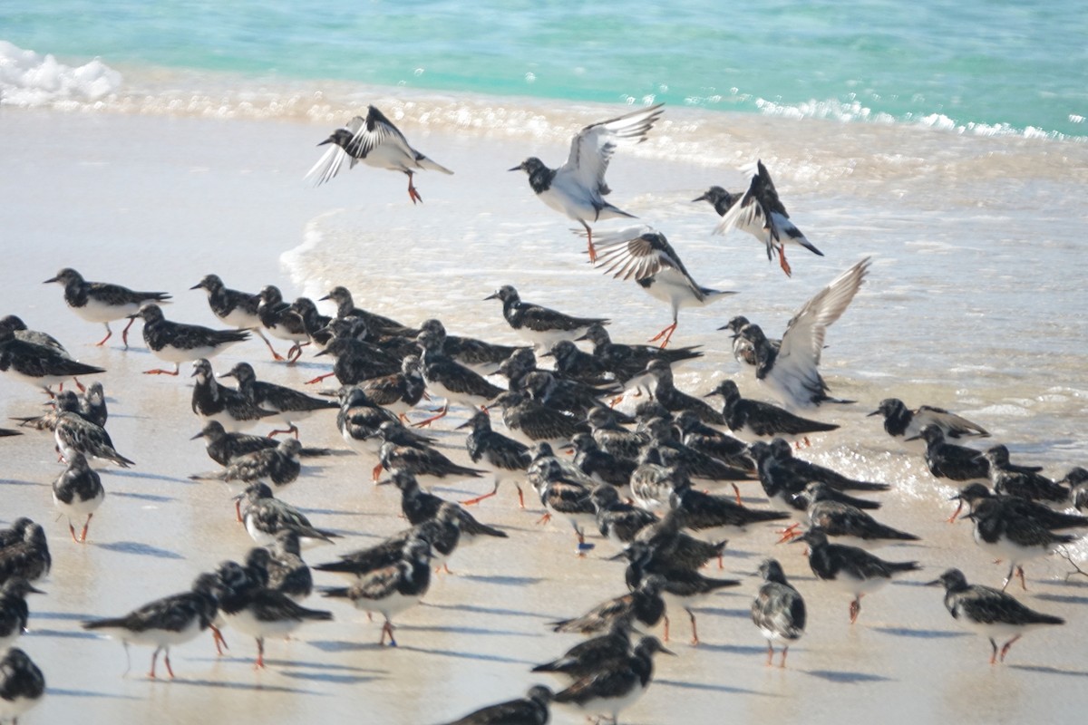 Ruddy Turnstone - ML184089741