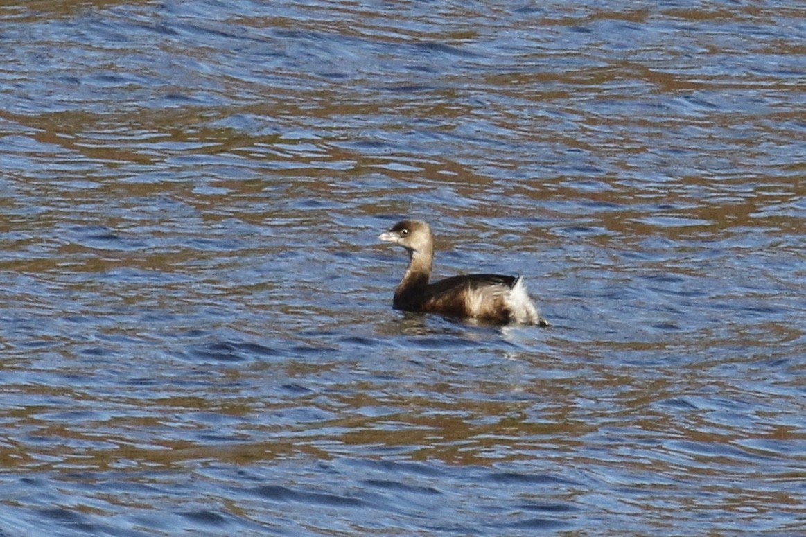 Pied-billed Grebe - ML184090371