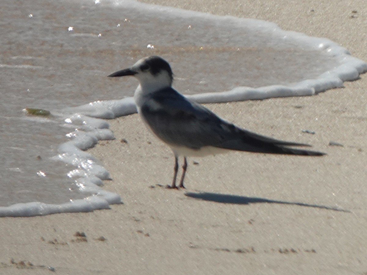 Common Tern (longipennis) - Sue Hacking