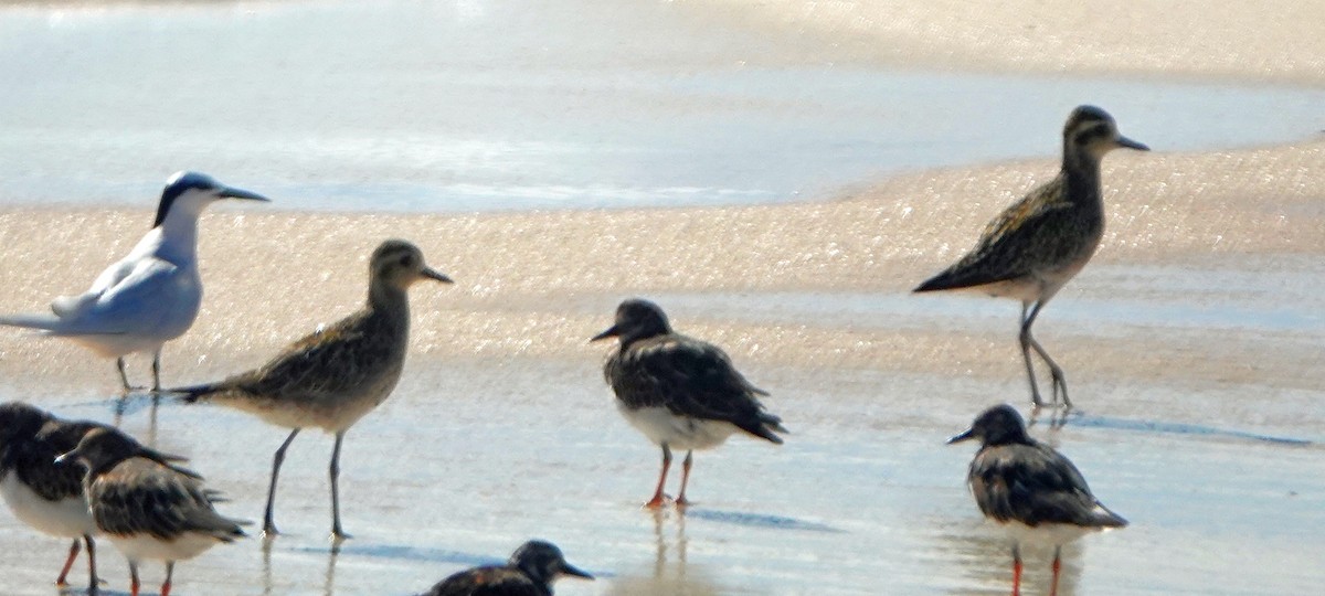 Pacific Golden-Plover - ML184090681