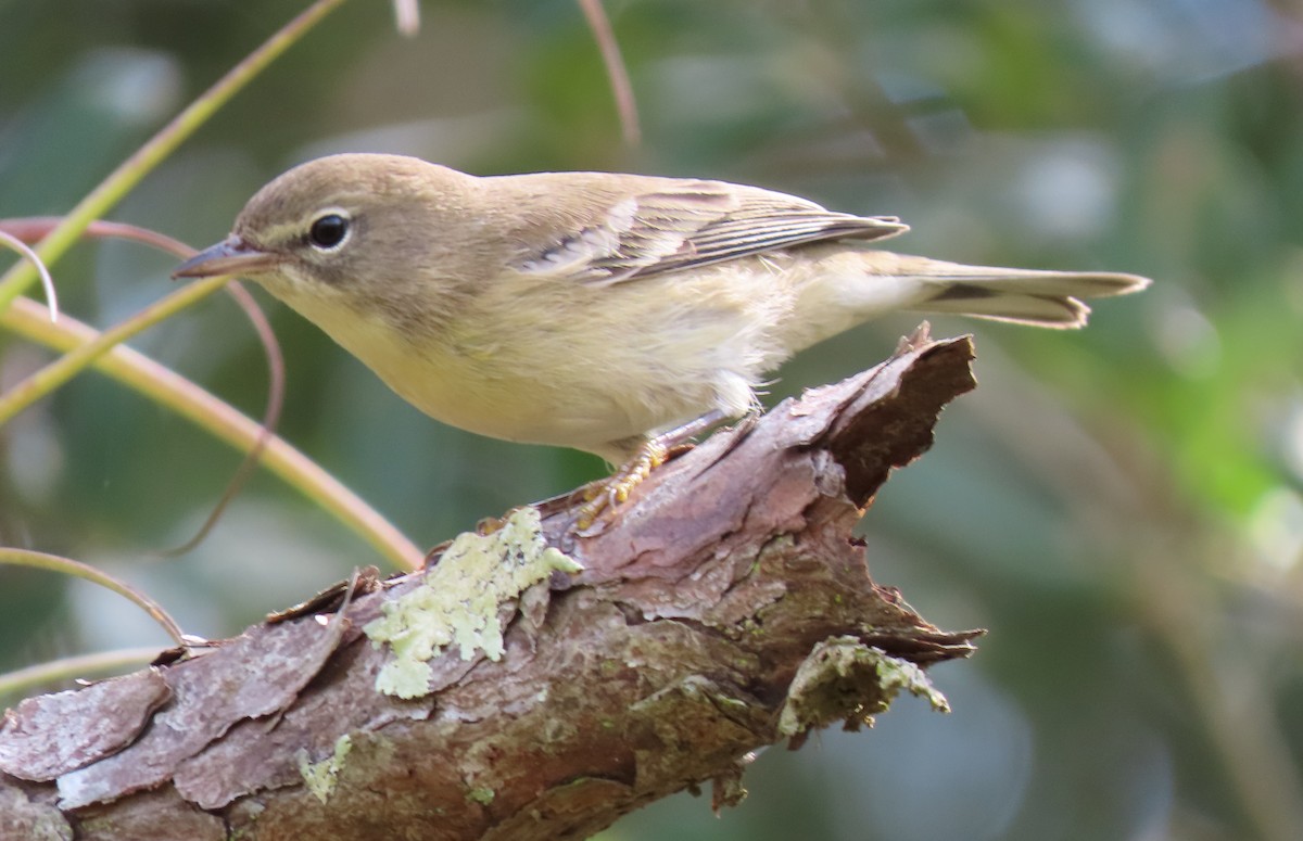 Pine Warbler - ML184090711