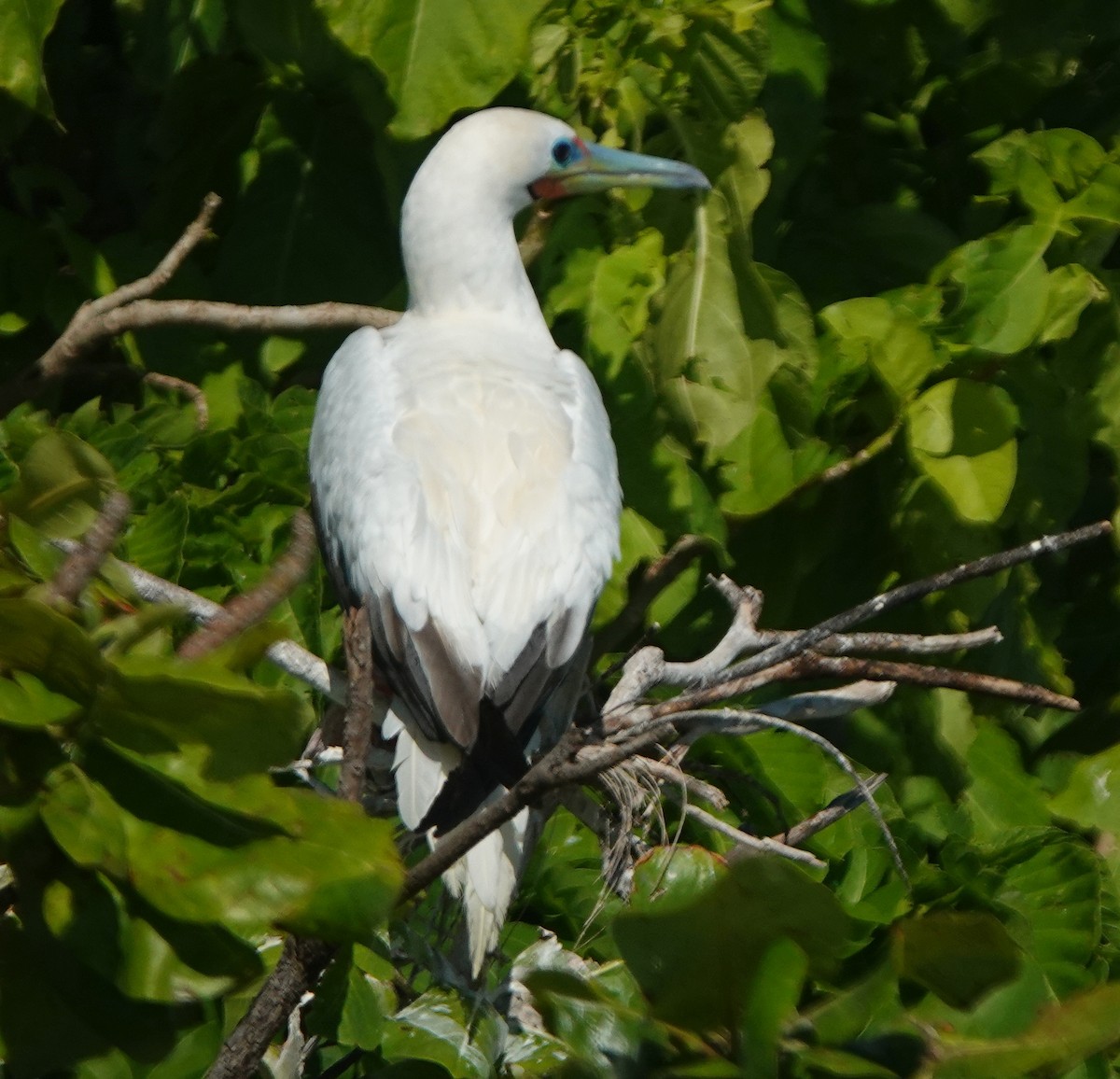 Piquero Patirrojo (rubripes) - ML184091061