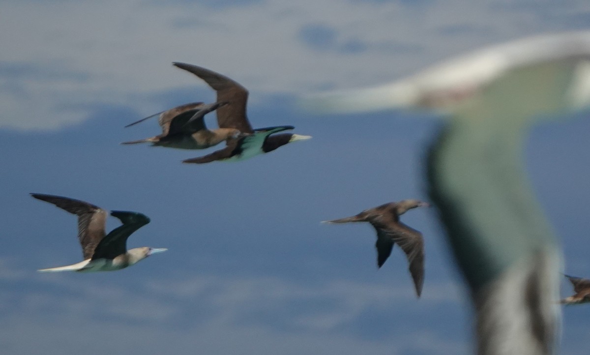 Brown Booby - ML184091441