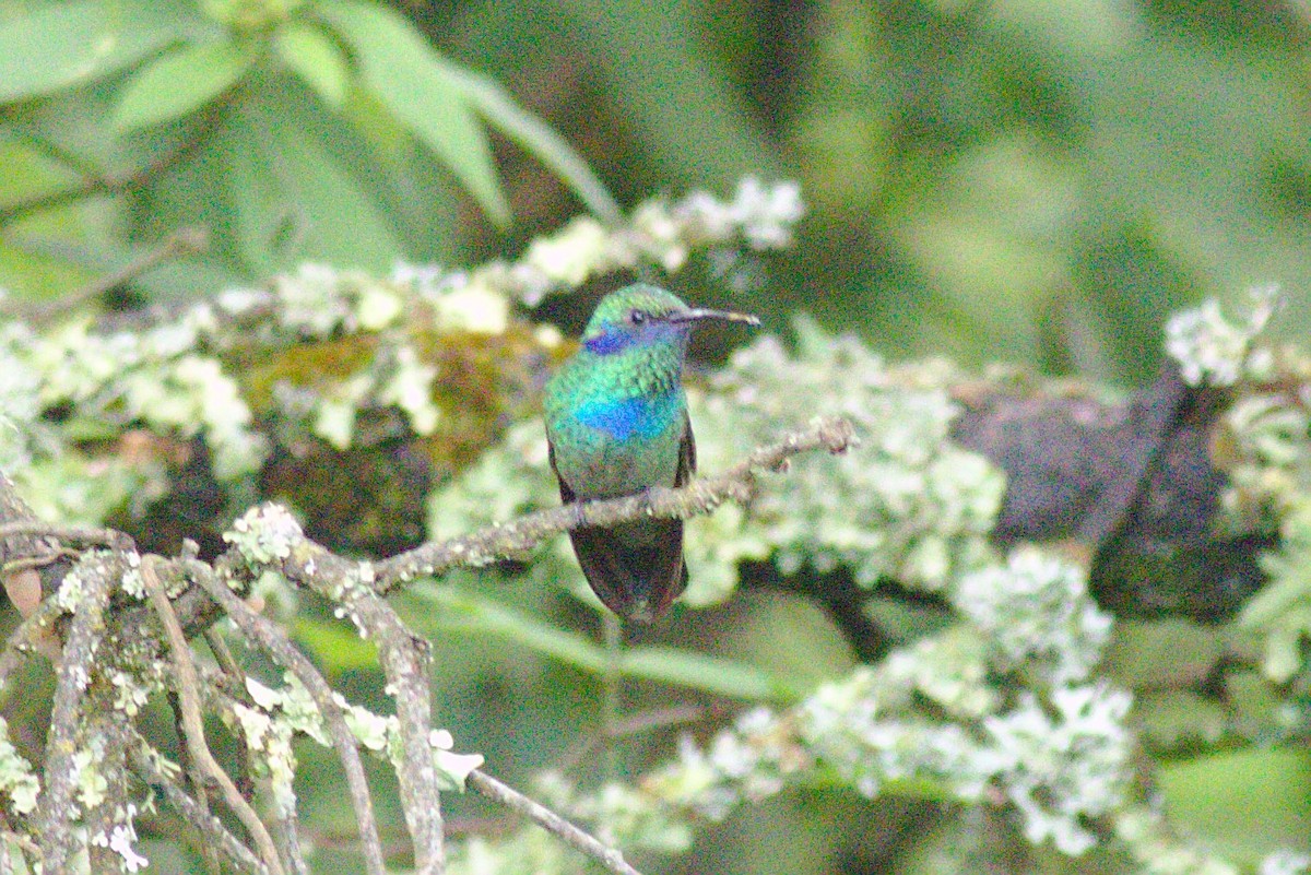 Colibrí Oreja Violeta Mexicano - ML184091861