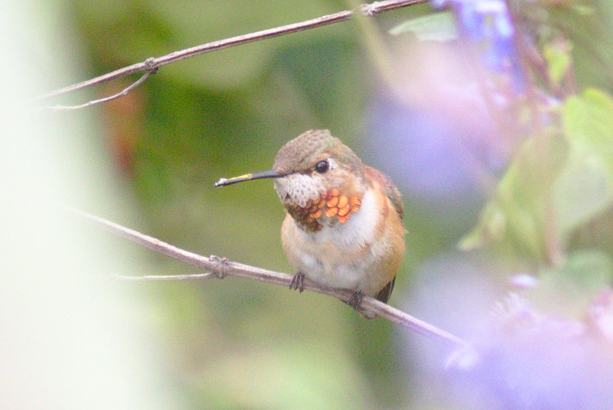 Rufous Hummingbird - Severin Uebbing