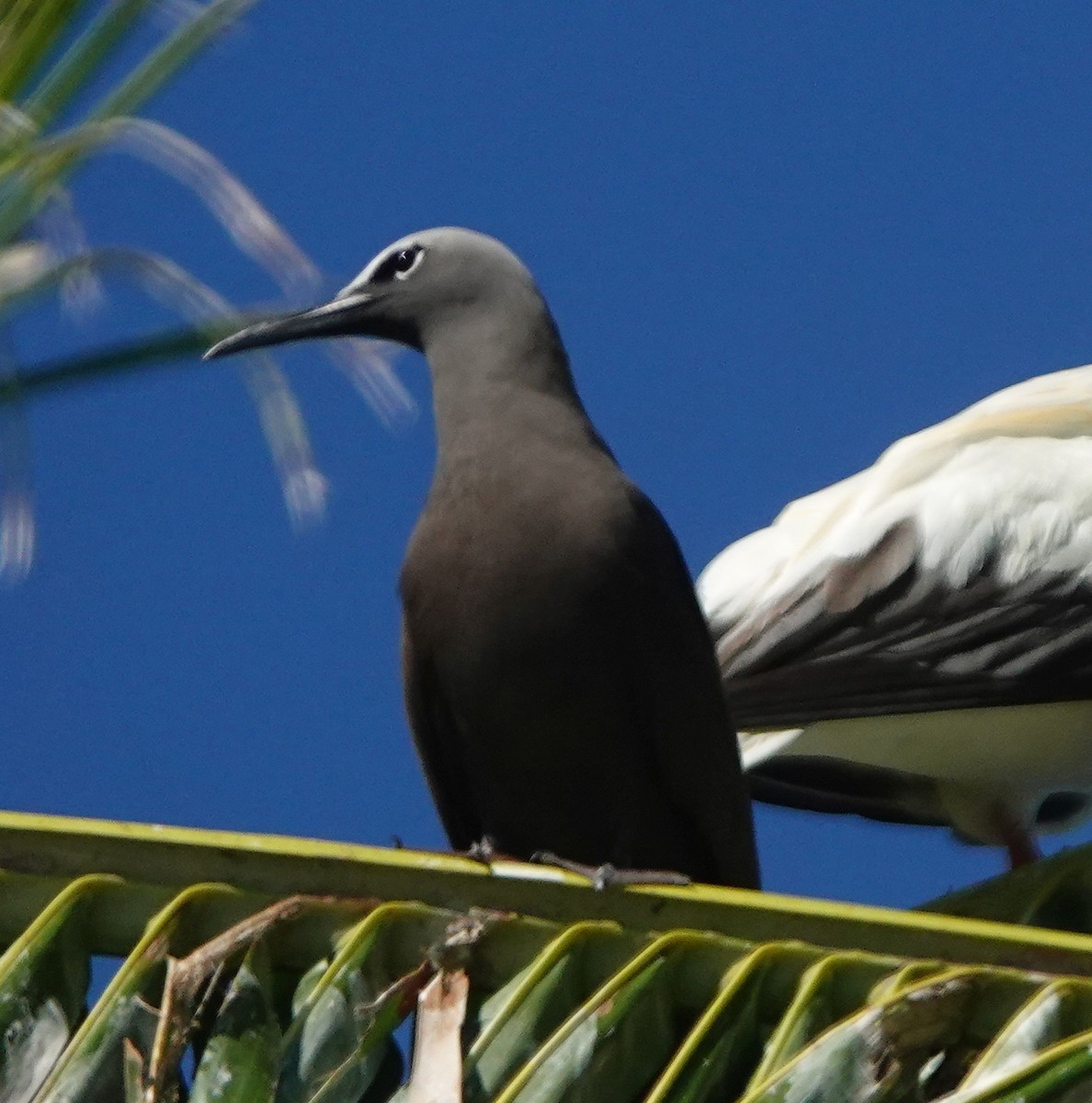 Brown Noddy - ML184092021