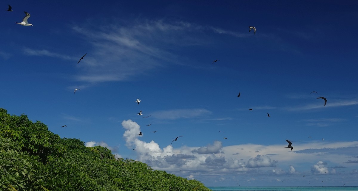 Brown/Black Noddy - ML184092271