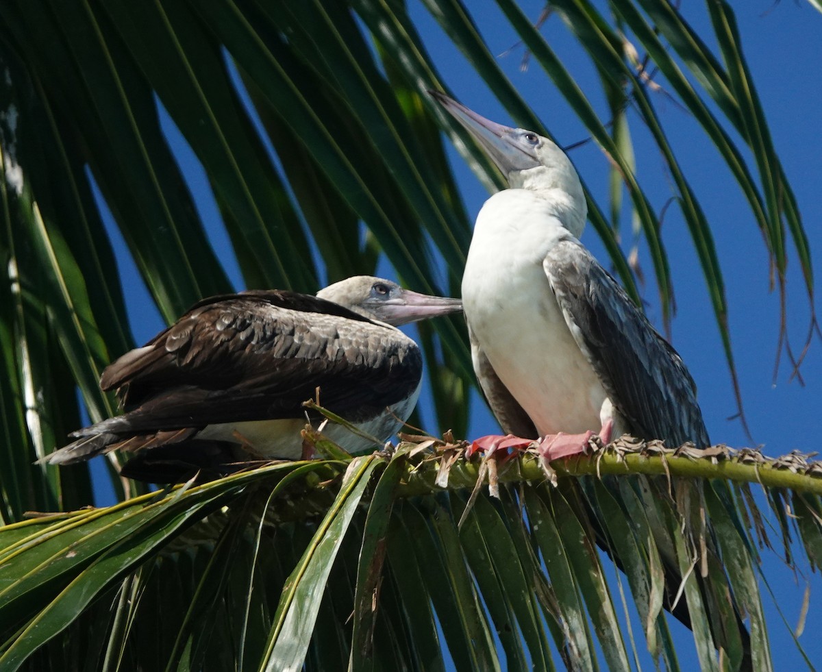 Fou à pieds rouges (rubripes) - ML184092371