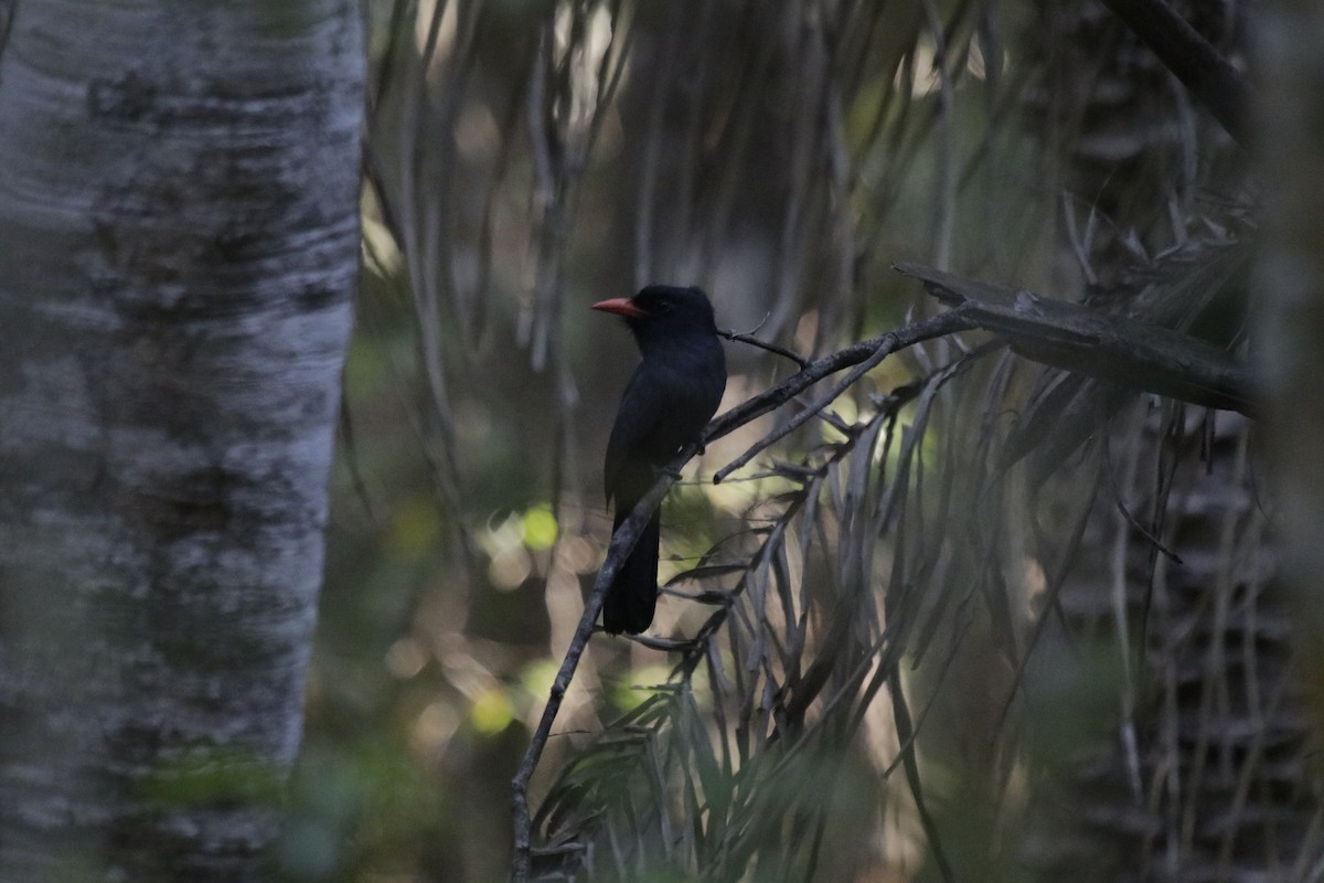 Schwarzstirn-Faulvogel - ML184092941