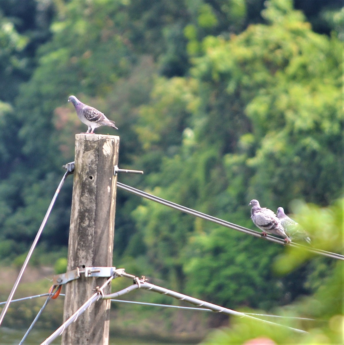 Rock Pigeon (Feral Pigeon) - ML184095601