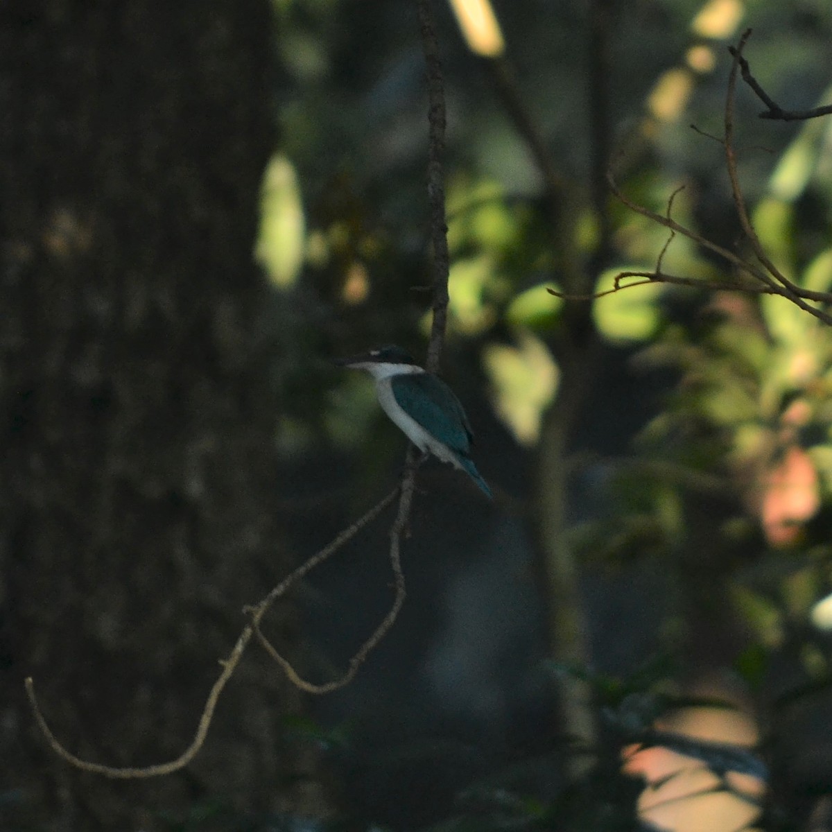 Collared Kingfisher - ML184095621