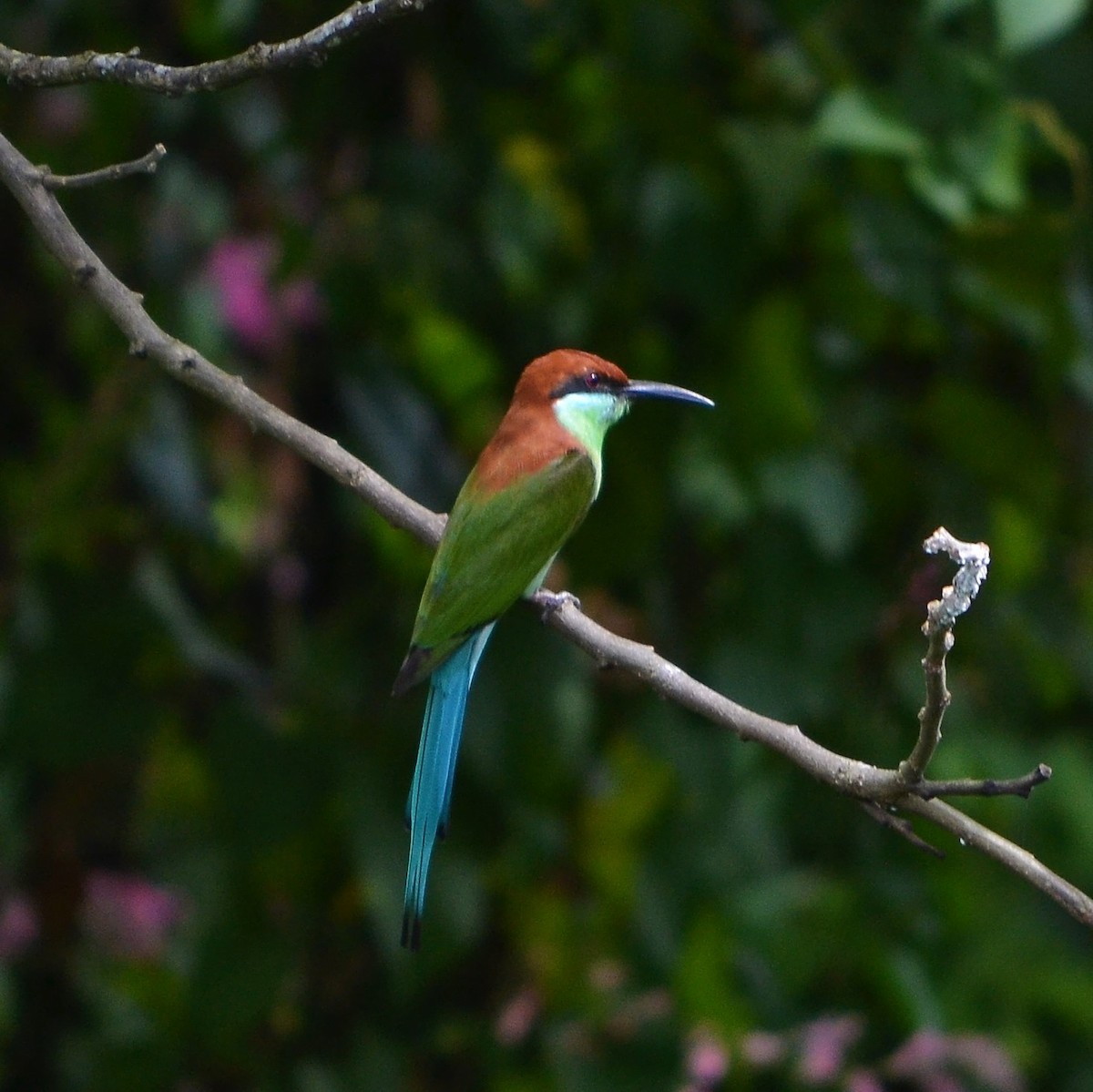 Rufous-crowned Bee-eater - ML184095651