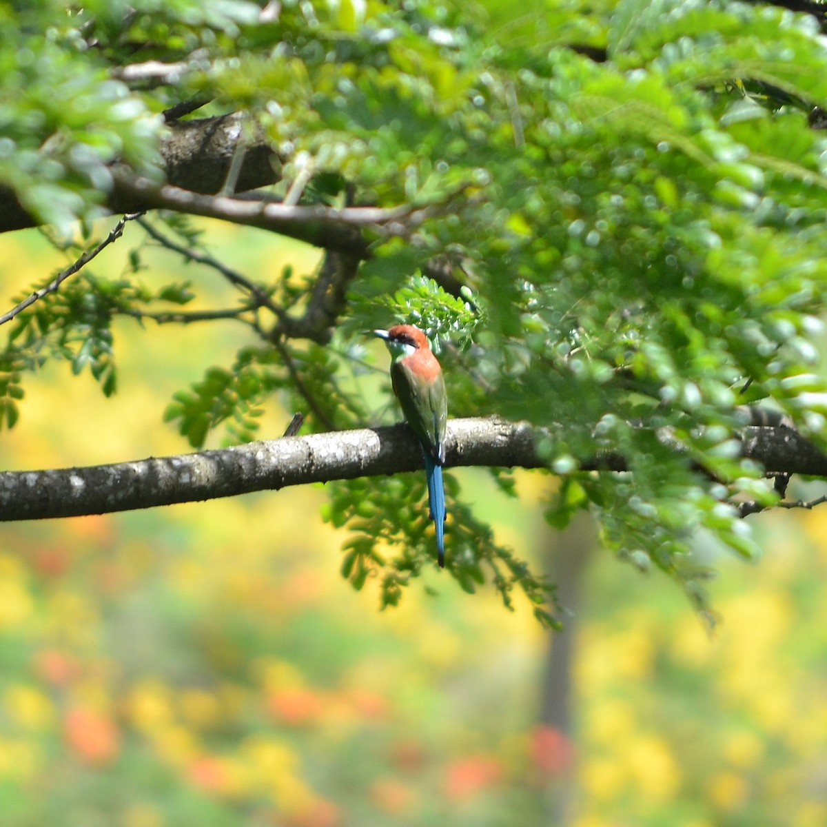 Rufous-crowned Bee-eater - ML184095671