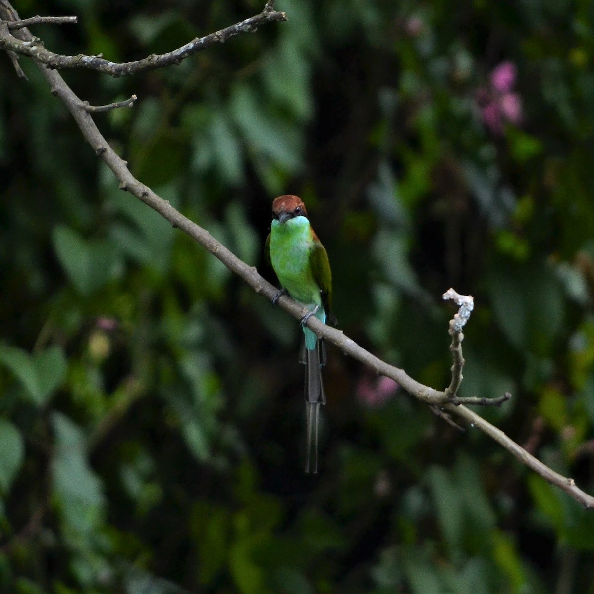 Rufous-crowned Bee-eater - ML184095681