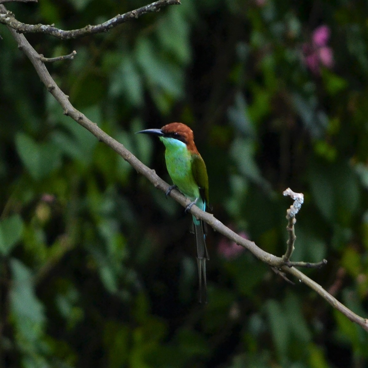 Rufous-crowned Bee-eater - ML184095711