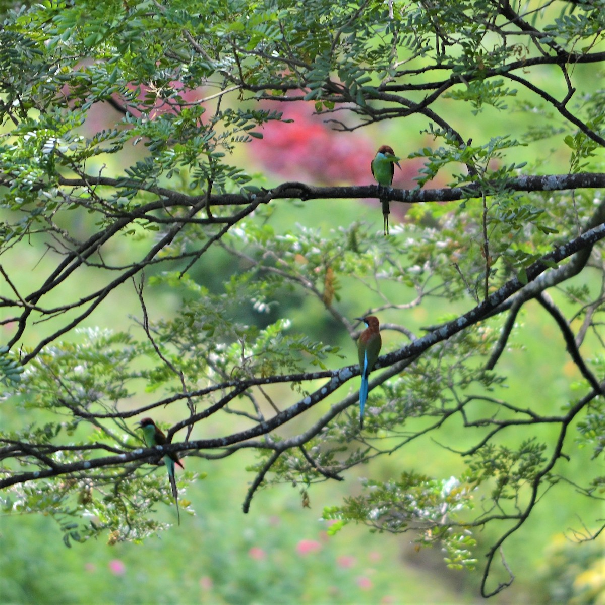 Rufous-crowned Bee-eater - ML184095731