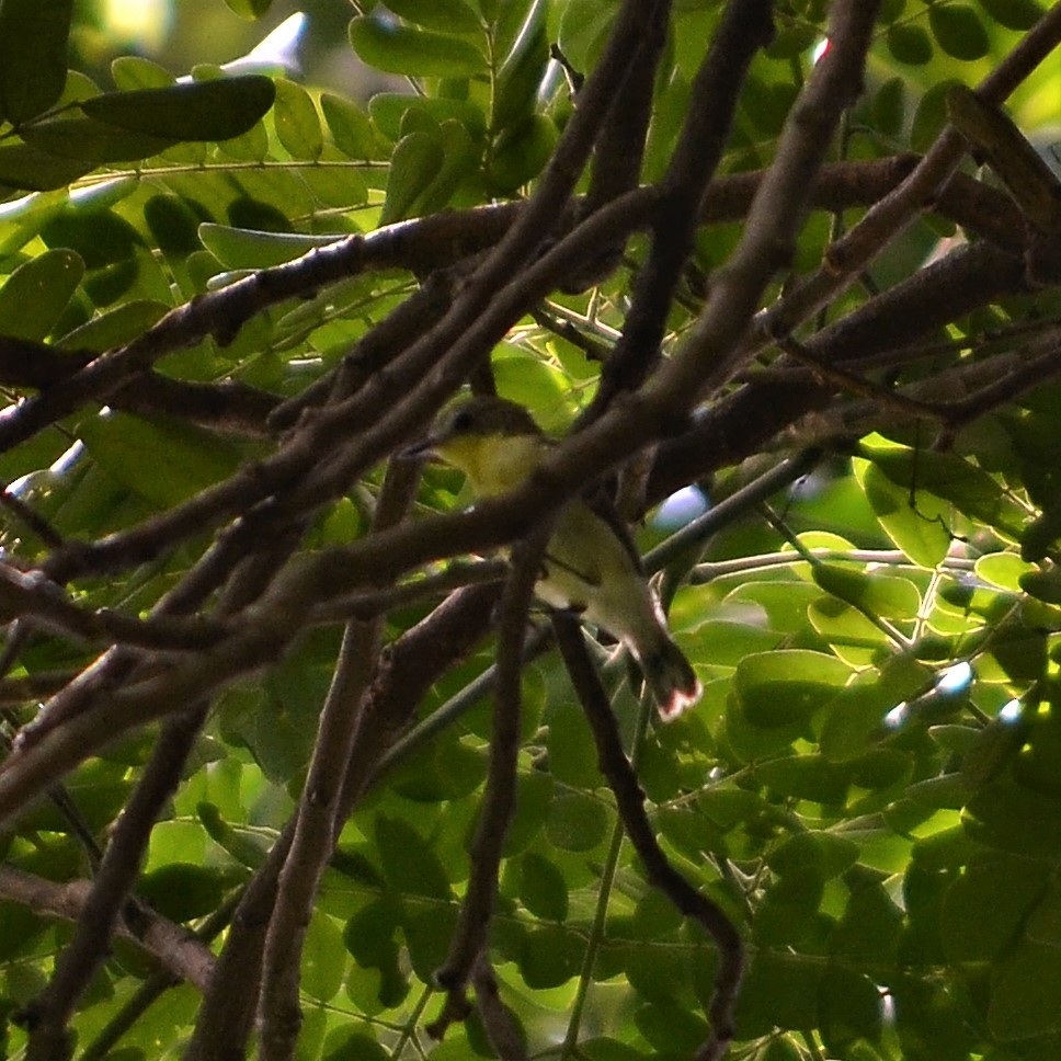 Golden-bellied Gerygone - ML184095741