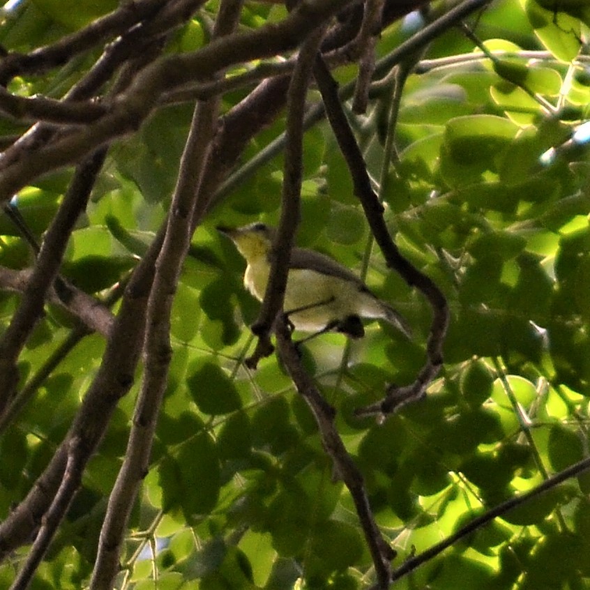 Golden-bellied Gerygone - ML184095751